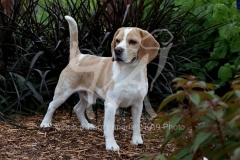 Beagle
