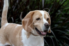 Beagle