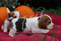 Beagle