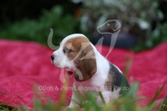 Beagle