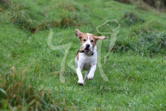 Beagle