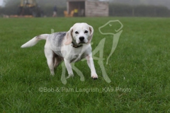 Beagle