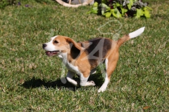 Beagle