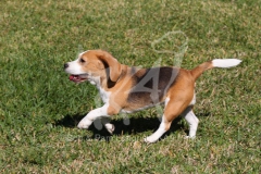 Beagle
