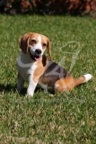 Beagle