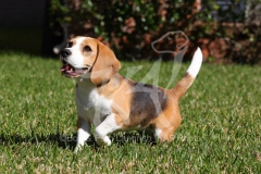 Beagle