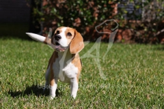 Beagle
