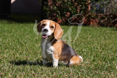 Beagle
