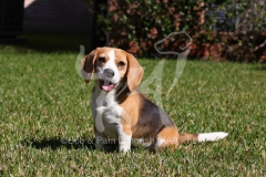 Beagle