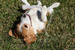 Beagle
