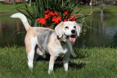 Beagle