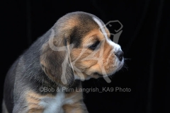 Beagle