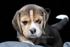 Beagle