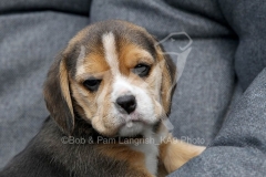 Beagle