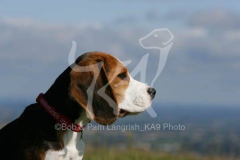 Beagle