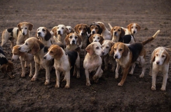 Beagle