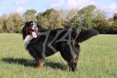 Bernese Mountain Dog