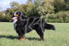 Bernese Mountain Dog