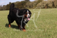 Bernese Mountain Dog