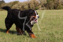 Bernese Mountain Dog