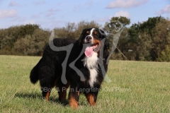 Bernese Mountain Dog