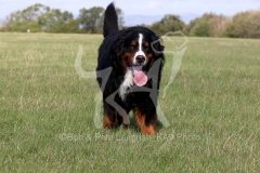 Bernese Mountain Dog