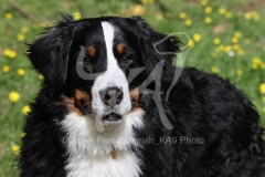 Bernese Mountain Dog