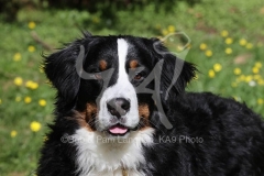 Bernese Mountain Dog