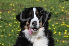 Bernese Mountain Dog