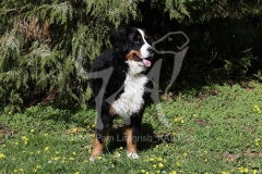 Bernese Mountain Dog