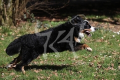 Bernese Mountain Dog