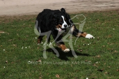 Bernese Mountain Dog