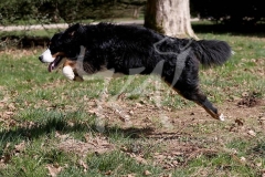 Bernese Mountain Dog
