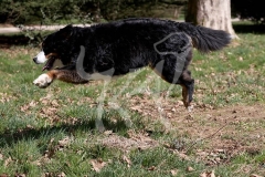 Bernese Mountain Dog