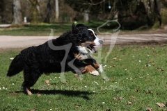 Bernese Mountain Dog