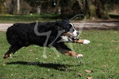 Bernese Mountain Dog