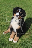 Bernese Mountain Dog