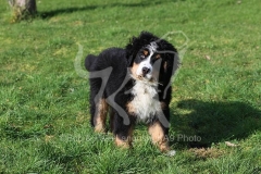 Bernese Mountain Dog