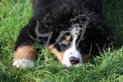 Bernese Mountain Dog