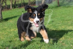 Bernese Mountain Dog