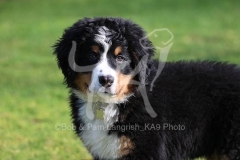 Bernese Mountain Dog