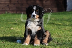 Bernese Mountain Dog