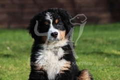 Bernese Mountain Dog