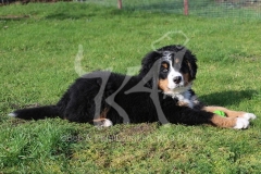 Bernese Mountain Dog
