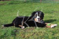Bernese Mountain Dog