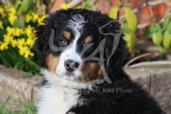 Bernese Mountain Dog