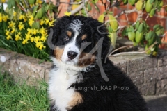 Bernese Mountain Dog