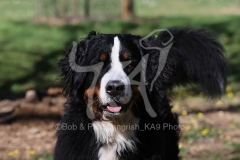 Bernese Mountain Dog