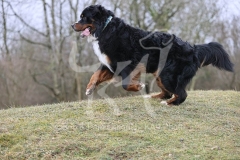 Bernese Mountain Dog