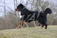 Bernese Mountain Dog